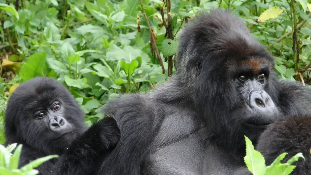 تیتوس - گوریل کوهستان