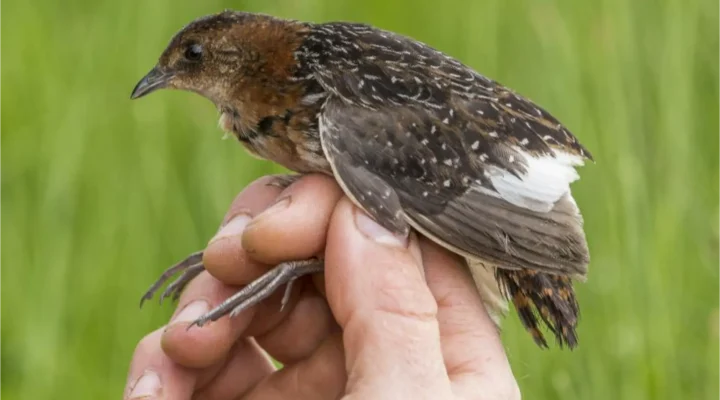 کرک‌پر بال سفید