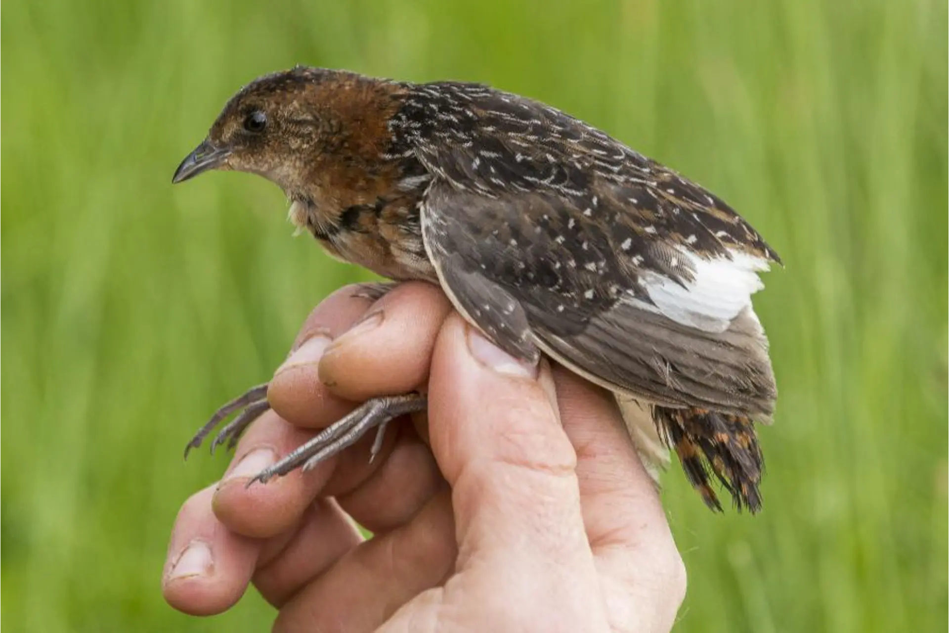 کرک‌پر بال سفید