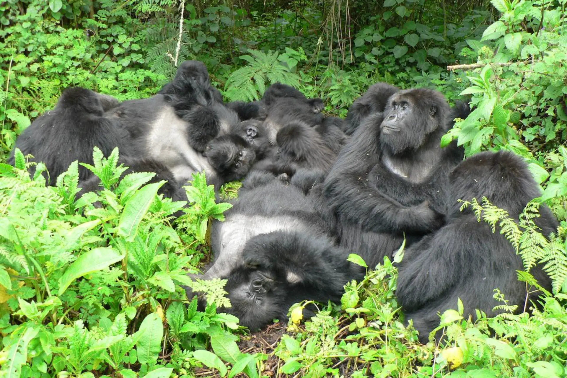 گوریل های کوهستان - عکس1